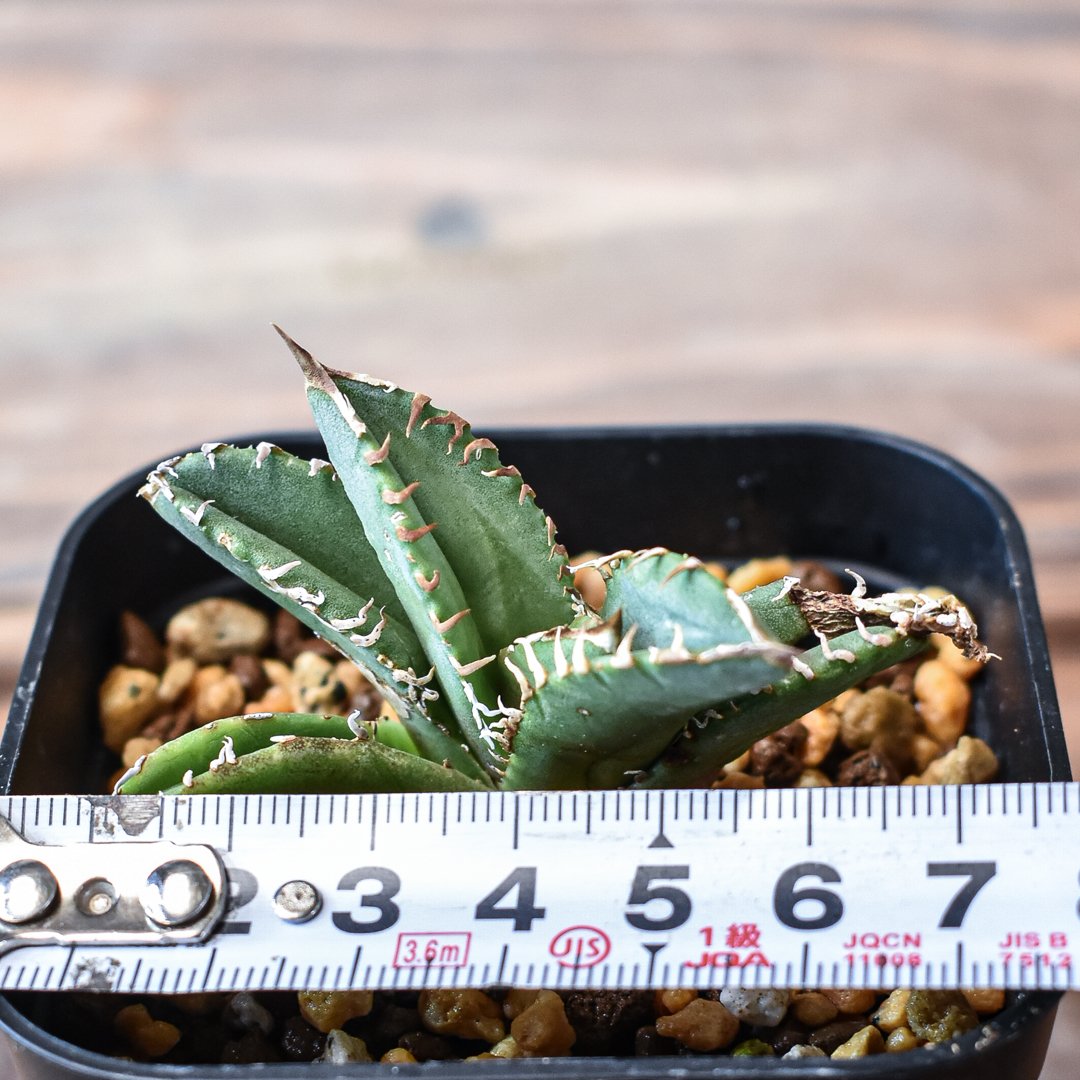 アガベ チタノタ 