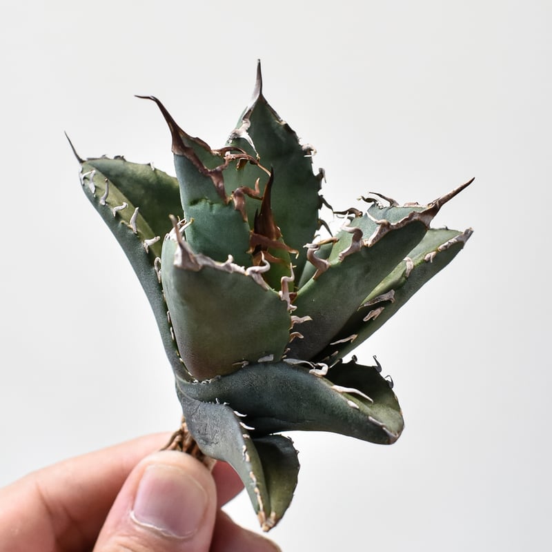 アガベ チタノタ 黒火焔 特選 台湾由来 Berlin産 アガベ チタノタ 黒