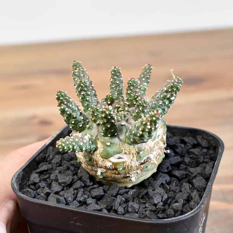 ユーフォルビア ガムケンシス【実生】RFHK25011180(T) | RAFLUM