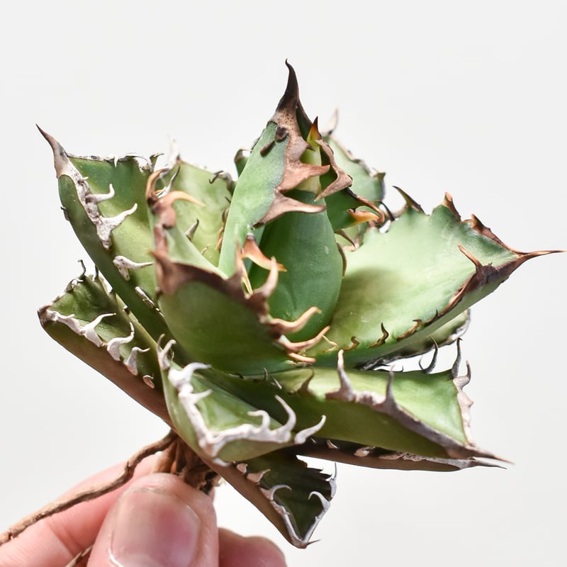 RAFLUM特選株】アガベ チタノタ 