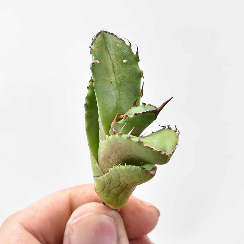 アガベ チタノタ 