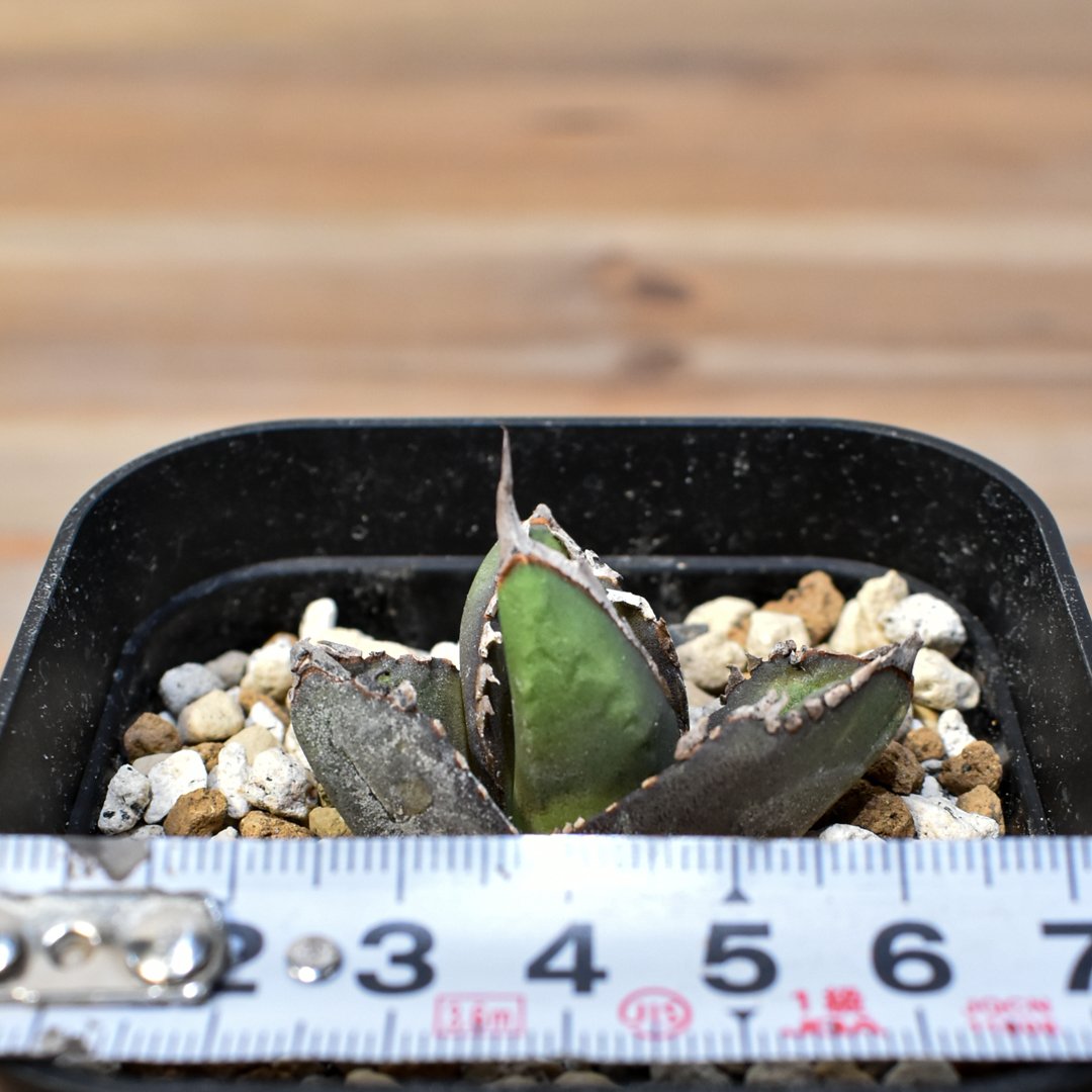 アガベ チタノタ　包心龍　台湾　子株 包心龍 子株6個付き親株 台湾lizeからの直輸入株 アガベ