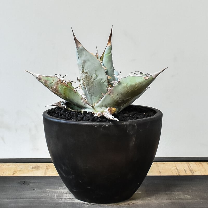 アガベ チタノタ ホワイトアイス （発根済み）RF231453（T） | RAFLUM