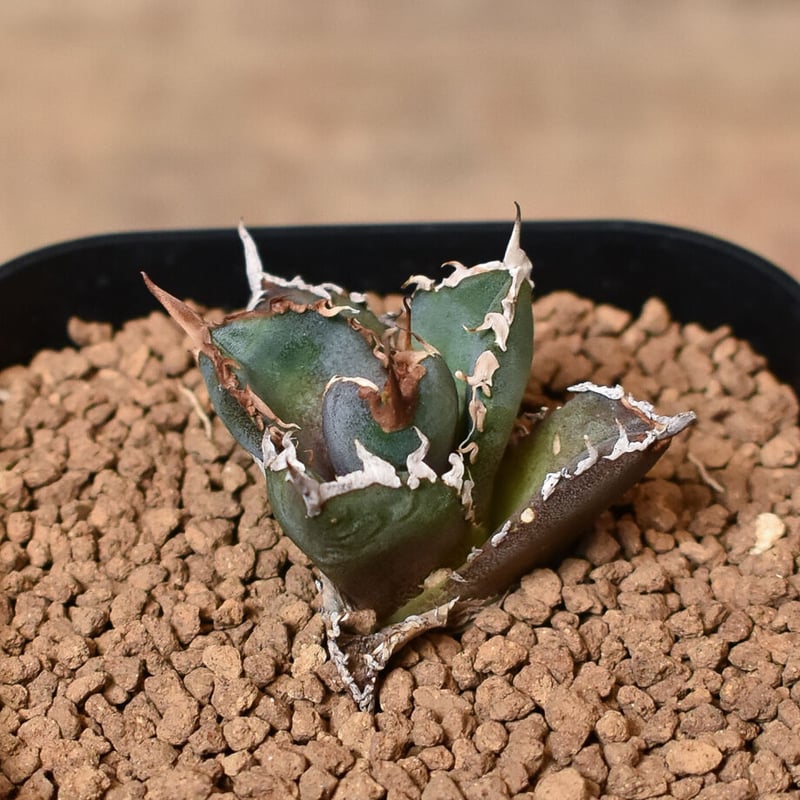 【発根済】アガベ　チタノタ　Dennis020 シャークソーイ　千鳥影 アガベ チタノタ 