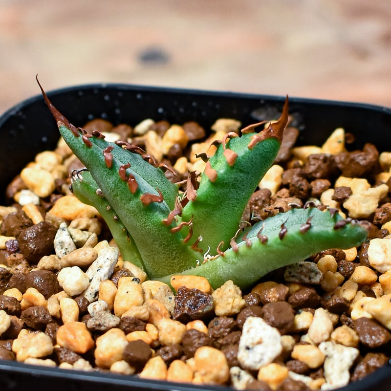 アガベ チタノタ 