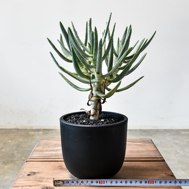 【現品】アロエ　ラモシシマ(ラモシッシマ　ラモッシシモ)　９号　ま7番 楽天市場】NEW！【現品・現物】【大型】アロエ ラモシシマ