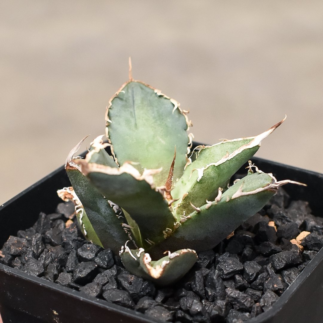 アガベ チタノタ 