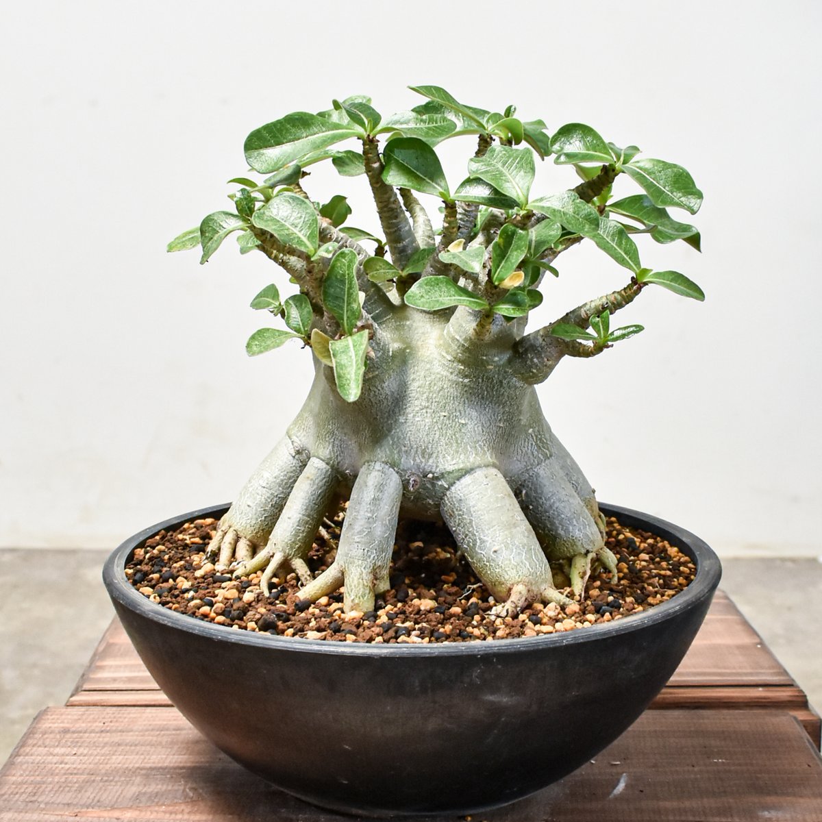 アデニウム アラビカム【発根済み】HK2401347 | RAFLUM / ラフラム