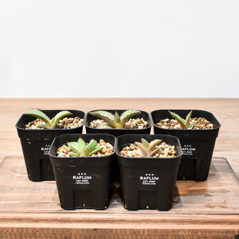 RAFLUM育成株 5個セット】アガベ Uriel oteroi seeding / ウリエ