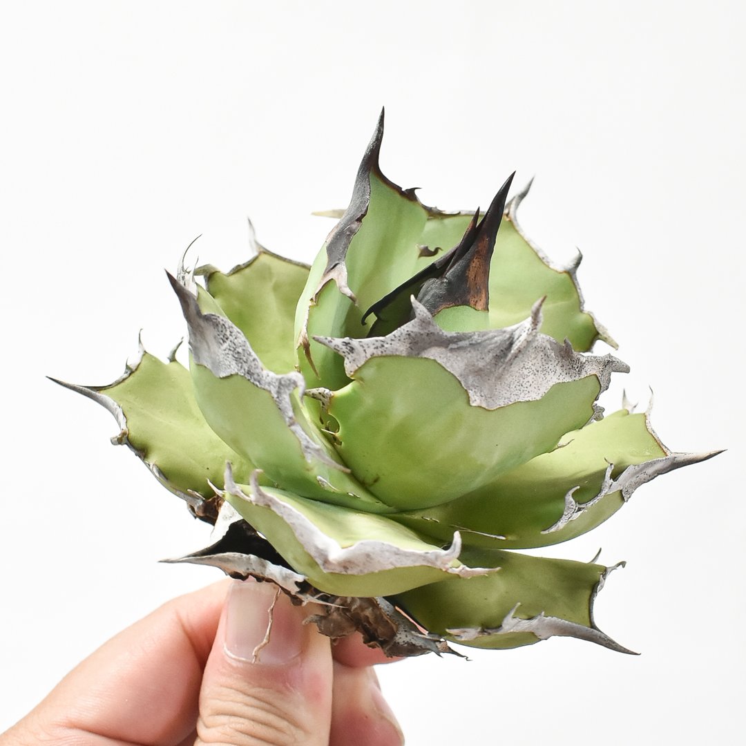 メルカリ便】 アガベ チタノタ キングアーサー 子株 天芽 メルカリ便