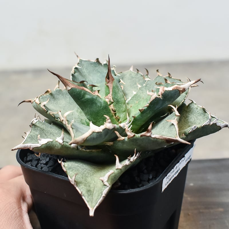 アガベ　チタノタ　バラクーダ アガベ チタノタ 