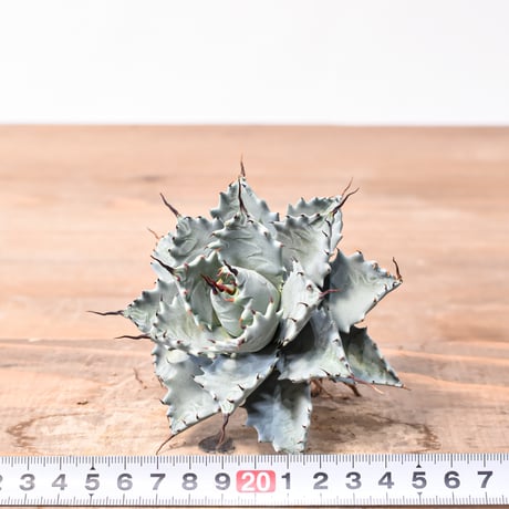アガベ ハイブリット アメリカ白銀甲蟹(美系白銀)×象牙妖炎【台湾botanical_seeker産/選抜株】RF25011798