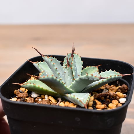 アガベ ハイブリット 日系イシスメンシス×象牙妖炎（陽炎エボリ）【台湾botanical_seeker産】RF25011406