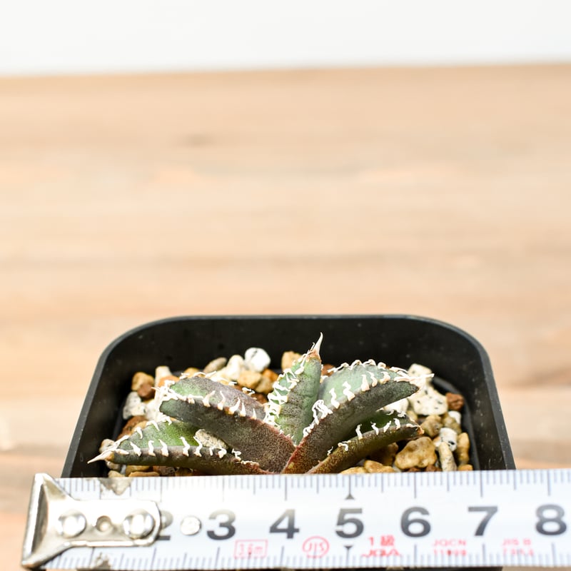 アガベ チタノタ ゴジラ アガベ チタノタ ゴジラ 【多肉植物 3号／1個売り】｜ 【植物の