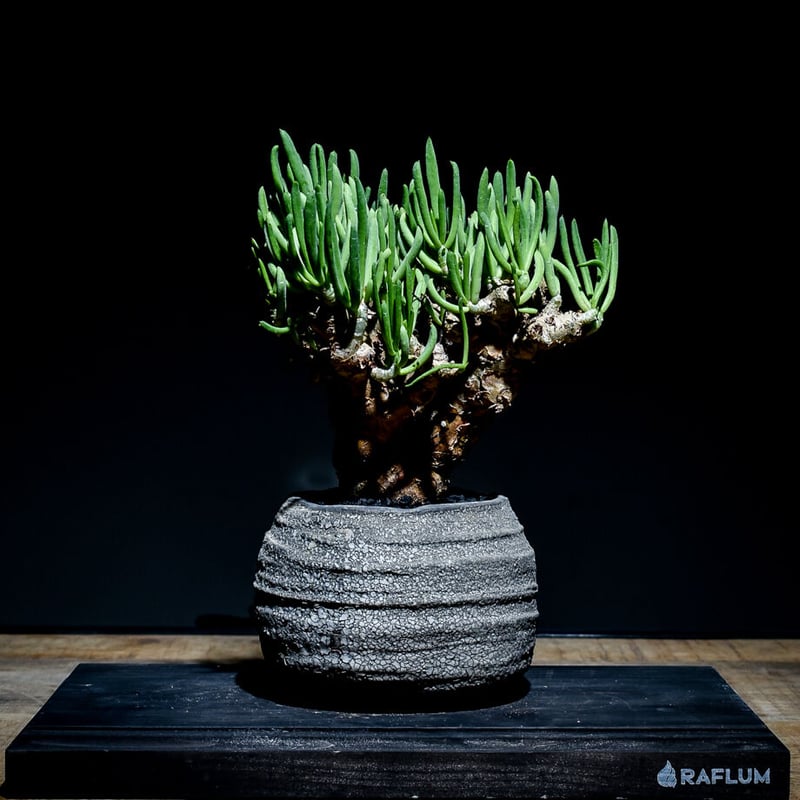 チレコドン　レティキュラーツス　万物想　　現地株・発根済　大型 チレコドン レティキュラーツス 