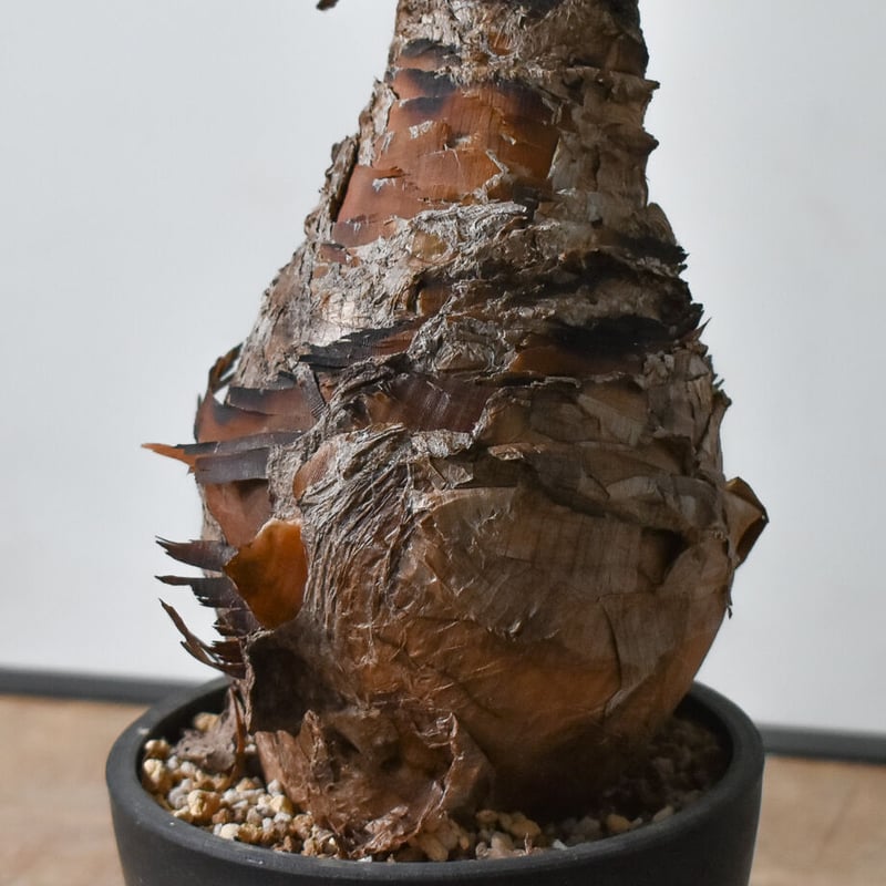 ブーファン ディスティチャ RF22467 | RAFLUM / ラフラム｜東京