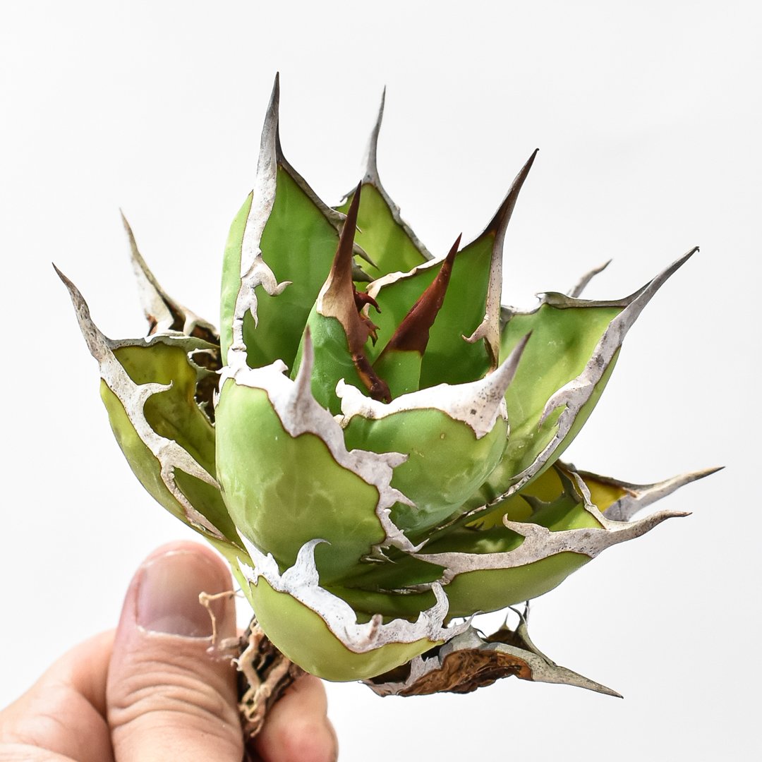 アガベ チタノタ 白爪 ホワイトファング dennis ikori