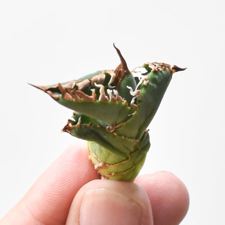 CATEGORY アガベ チタノタ タンク/担克 | RAFLUM / ラフラム｜東京