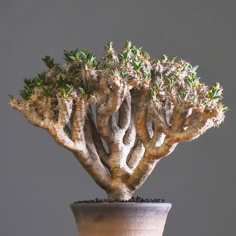 ユーフォルビア・ギラウミニアナ【イチ押し！希少な良型を厳選販売