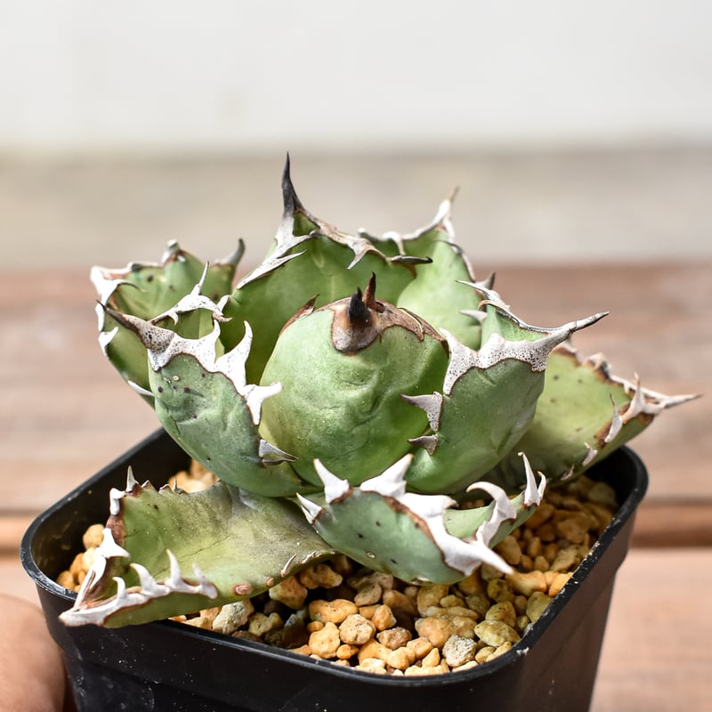 アガベ チタノタ ドワーフ / 