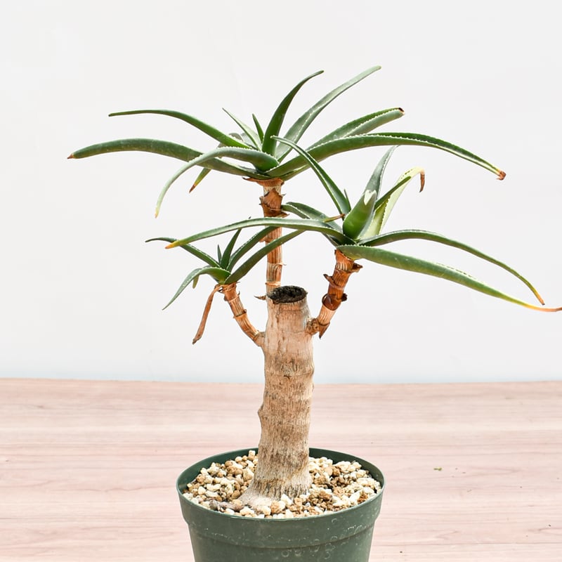 アロエ　ストリアツラ　観葉植物 約90cm 健康な根 アロエ ストリアツラ RFHK-357 | RAFLUM / ラフラム｜東京 原宿の塊根