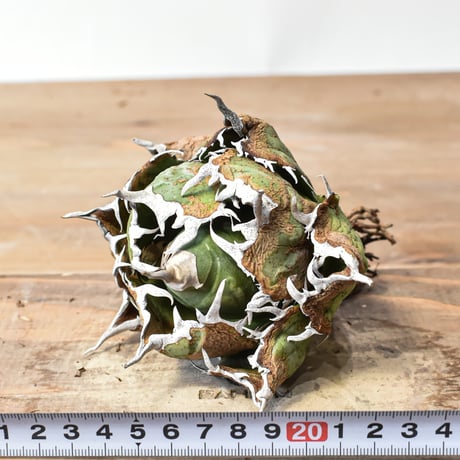 アガベ チタノタ “精品白鯨” 【台湾 dragon agave産/抜き苗/中株】A42