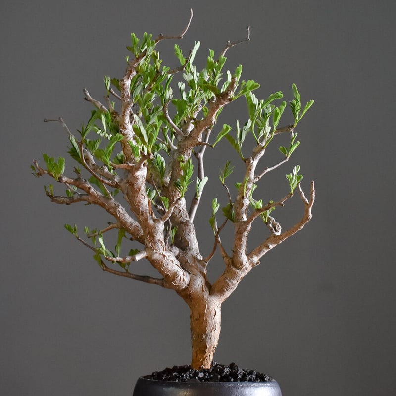 センナ メリディオナリス 【市場価値も高騰中！！盆栽のような雰囲気を