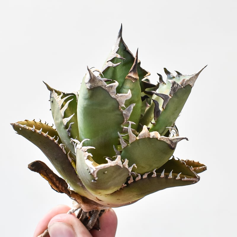 アガベ チタノタ 