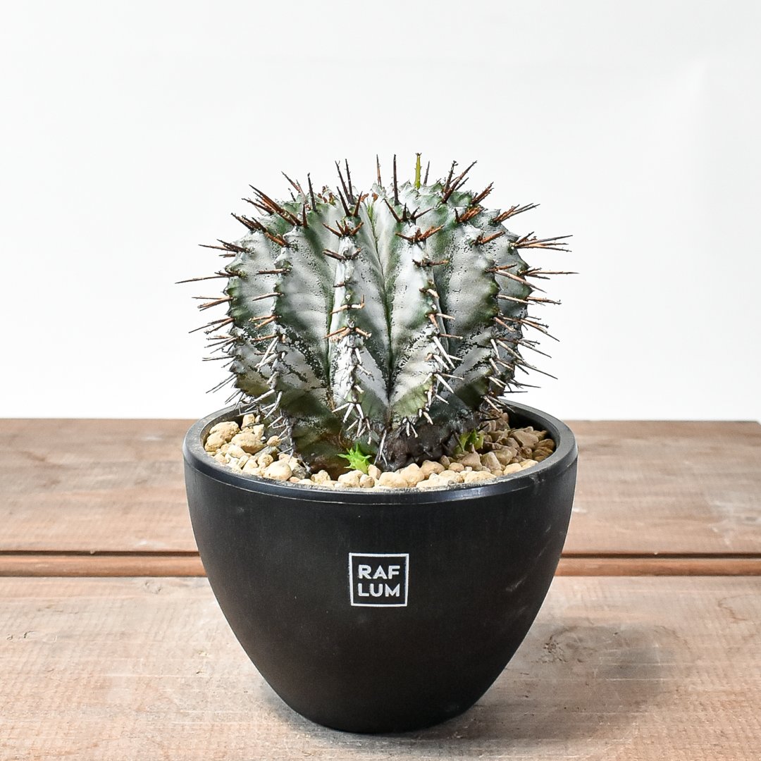 セール中❗️ 御神木に❗️ 長ホリダ　高さ40cm以上　ユーフォルビア fit=scale-down,w=1200