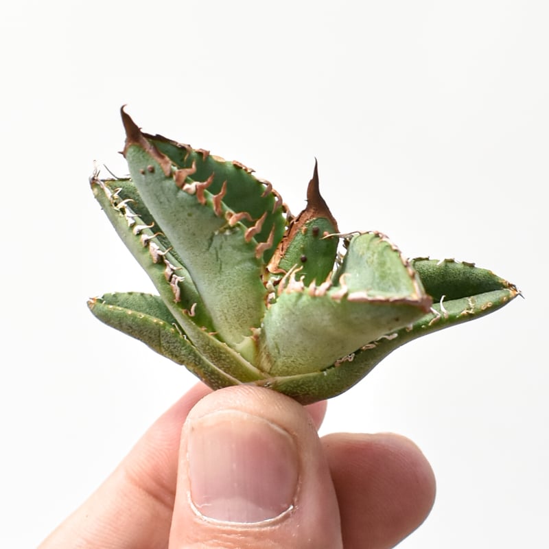 チタノタ【麻花】小株 アガベ チタノタ 