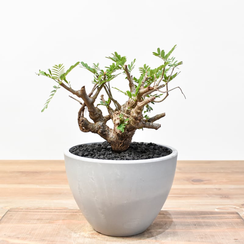 センナメリディオナリス　発根済み センナ メリディオナリス 【発根済み】（鉢付き）