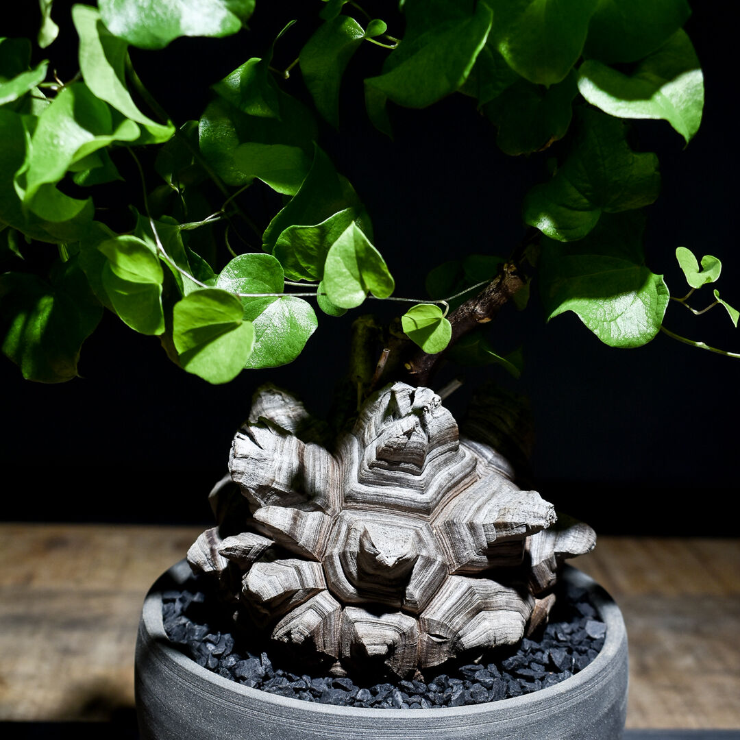 雄株開花【現地球】【発根済】亀甲竜 ディスコレアエレファン