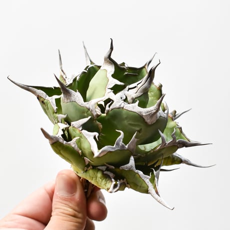 アガベチタノタ　ハデス① アガベチタノタハデス | STORES