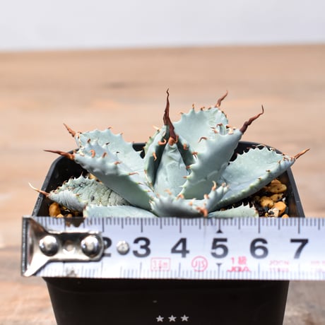 アガベ ハイブリット 日系イシスメンシス×象牙妖炎（陽炎エボリ）【台湾botanical_seeker産】RF25011394