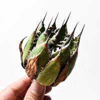 アガベ 精品ホリダ "精品狂刺霍利達"【台湾 dragon agave産/中株/抜き苗】B112