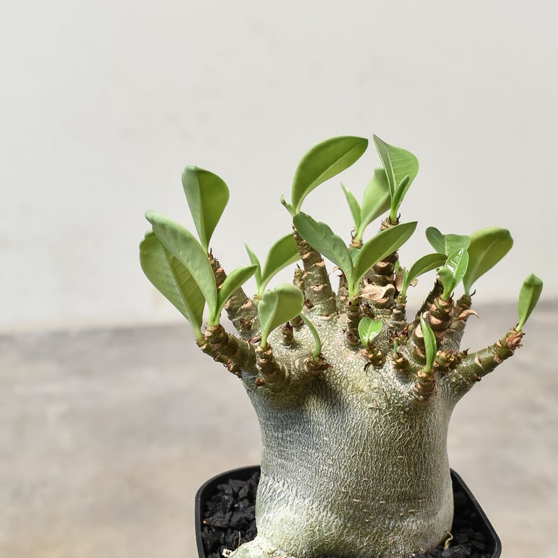 アデニウム アラビカム 