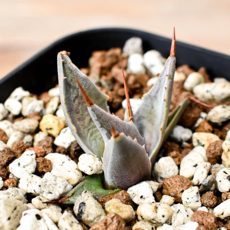 アガベ ハイブリット "邪霊" (特白肌怒雷神×血妖) 【台湾huplants2010産/子株販売】RF25012127