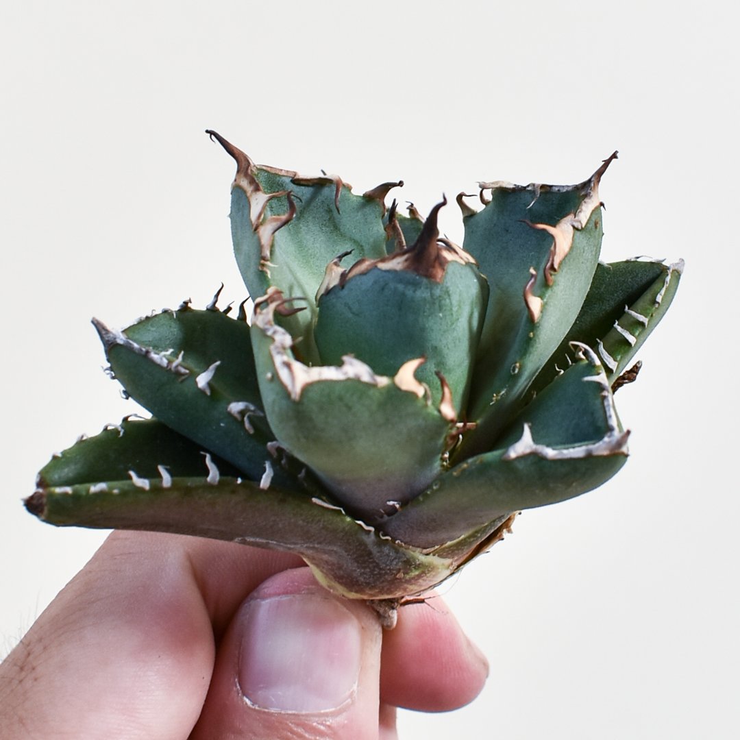 【現品】アガベ　チタノタ　鬼爪　雪峰 アガベ チタノタ 鬼爪 雪峰 Agave titanota “Onitsume Yukimi