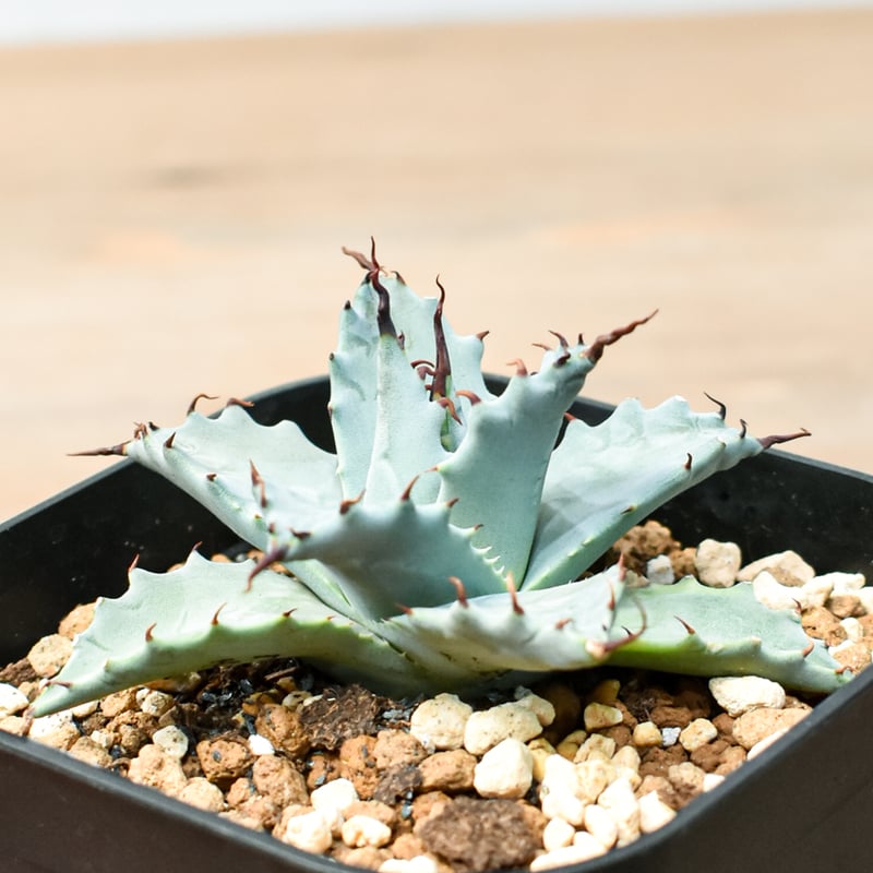 アガベ ハイブリット 雲虎甲蟹×象牙妖炎(モコイシス×陽炎エボリ