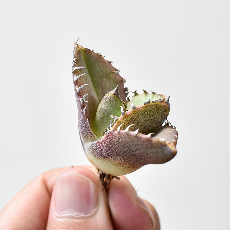 アガベ チタノタ 