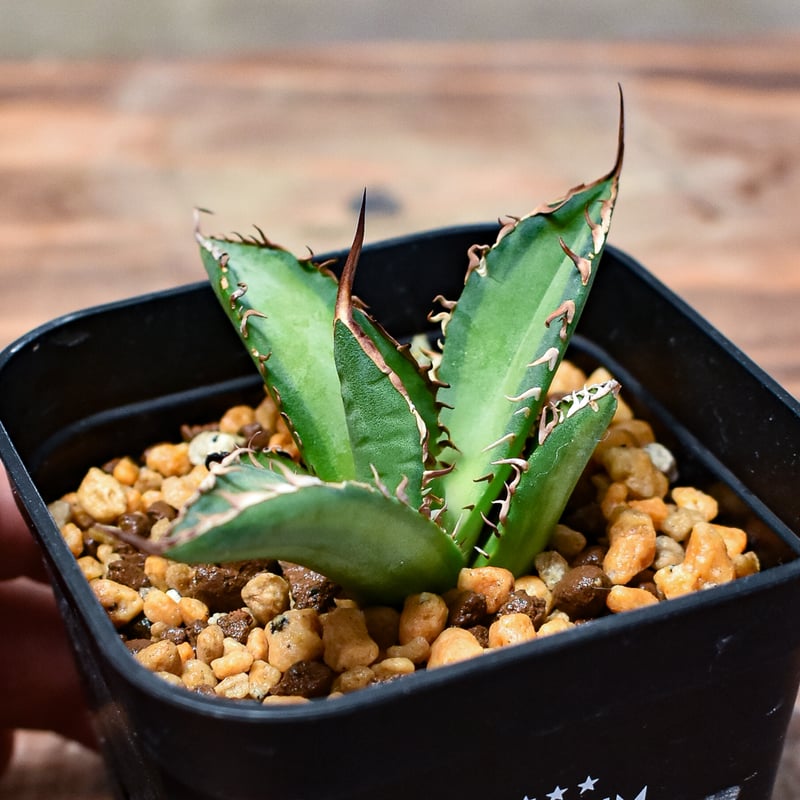 アガベチタノタ 黒鯨 抜き苗発送