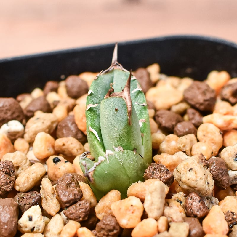 アガベ チタノタ 