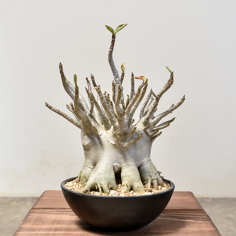 アデニウム・アラビカム　現地球　太　大株　発根済み アデニウム・アラビカム タコ足 大株 発根済み ⑧ 【鉢のまま