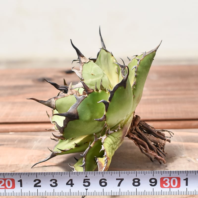 アガベ チタノタ ハデス / 黒帝斯、恐竜牙歯 【台湾 dragon agave産/TC