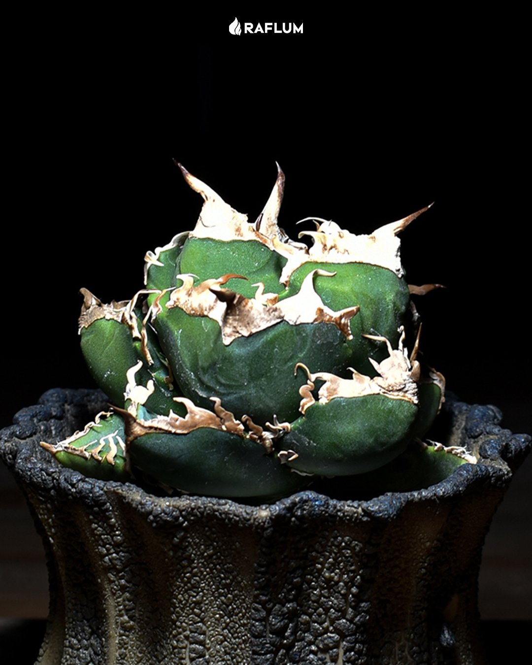 アガベ　SAD　南アフリカダイヤモンド　子株 アガベ チタノタ 南アフリカダイヤモンドSAD 子株 オンライ