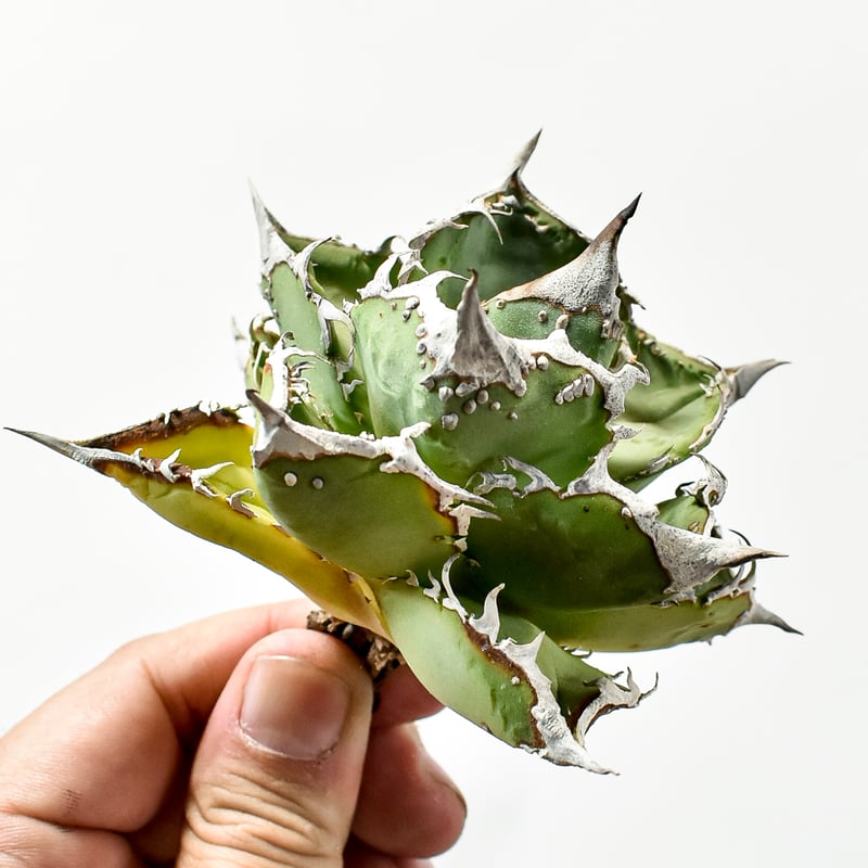 アガベ チタノタ DENNIS018 【台湾DENNIS産/発根済み/子株】E DN24