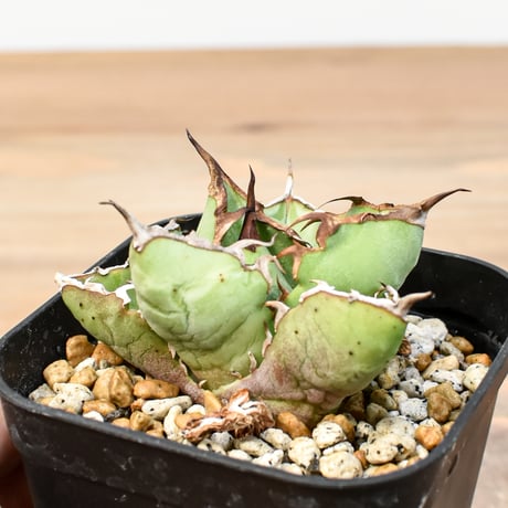 イラン産アガベ | STORES