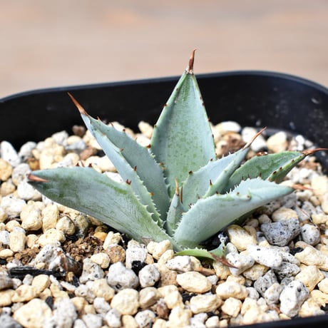 RAFLUM / ラフラム｜東京、大阪の塊根植物（コーデックス）、アガベ