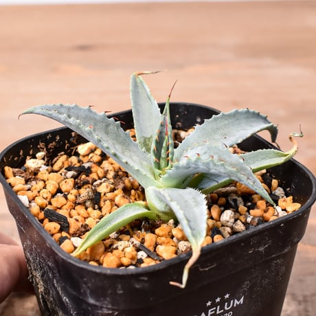 アガベ　妖炎×雷帝【ポタトラム】 雷帝×妖炎🔥 前回投稿から3ヶ月 コンパクト😊 #agave#agavehybrid