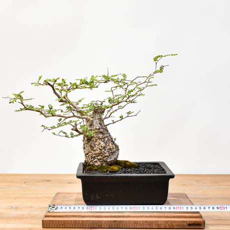 【“WACK” ON YOUR SIDE】オペルクリカリア パキプス WACK-A001